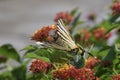 Crab spider eating big butterfly