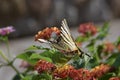 Crab spider eating big butterfly