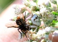 Crab spider eating a fat fly