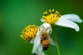 Crab spider eating a honey bee on white flower, insect, nature, hunting, danger