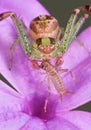 Crab Spider eating tiny cricket