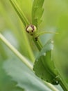 Crab spider Ebrechtella tricuspidata