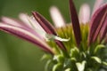 Crab Spider on Echinacea Coneflower