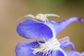 Crab spider on a flower