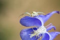 Crab spider on a flower