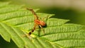 Crab spider hatchling