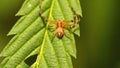 Crab spider hatchling