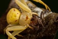 Crab spider having prey