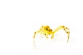 Crab spider isolated on white Royalty Free Stock Photo