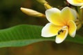 Crab spider with kill on champa flower , Aarey Milk Colony , INDIA Royalty Free Stock Photo