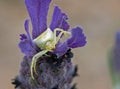 A crab spider on a levanter flower