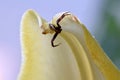 Crab Spider on Lily 02 Royalty Free Stock Photo