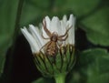 Crab spider lurks