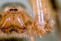 Crab Spider Royalty Free Stock Photo