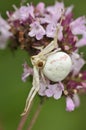 Crab Spider - Misumena vatia Royalty Free Stock Photo