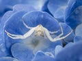 crab spider (Misumena vatia) on a blue hydrangea flower Royalty Free Stock Photo