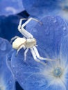 crab spider (Misumena vatia) on a blue hydrangea flower Royalty Free Stock Photo