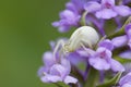 Crab Spider - Misumena vatia, meadow, Czech Republic