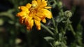 Crab spider Misumena Vatia sitting on yellow flower in moderate wind