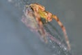 Crab Spider - Misumessus oblongus Royalty Free Stock Photo