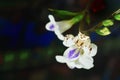 Crab Spider perching on flower as camouflage for hunting Royalty Free Stock Photo