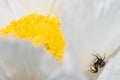 Crab spider among petals of California tree poppy.