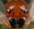 Crab spider portrait Royalty Free Stock Photo
