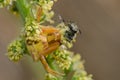 Crab spider with a prey bee Royalty Free Stock Photo