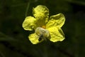 Crab spider preying on bumble bee