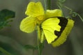 Crab spider preying on grass yellow butterfly