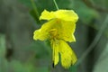 Crab spider preying on grass yellow butterfly