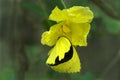 Crab spider preying on grass yellow butterfly