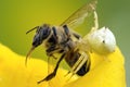 Crab Spider preys on bee Royalty Free Stock Photo