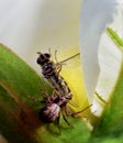 Hover Fly being dragged down Royalty Free Stock Photo