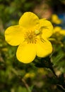 Crab spider on Shrubby Cinquefoil flower Royalty Free Stock Photo