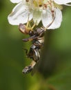 crab spider Synema globosum, eating the fly Royalty Free Stock Photo
