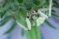 Crab Spider Thomisidae Flower Spider Under a Purple Coneflower