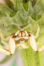 Crab Spider Thomisidae Flower Spider Under a Purple Coneflower