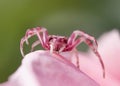 Crab spider on a pink leaf