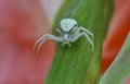 Crab spider on the green leaf Royalty Free Stock Photo