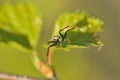 Crab spider(Thomisoidea) Royalty Free Stock Photo