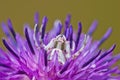 Crab spider Thomisus onustus