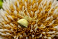 Crab spider, Thomsidae species on flower of Kadamba tree, Pirangut