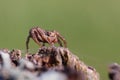 Crab spider on top of rotted Wood , Sittling Tanklike