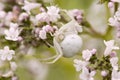 Crab spider waiting