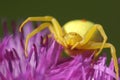 Crab spider waiting for its prey Royalty Free Stock Photo