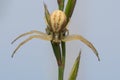 A Crab Spider Waiting for Its Prey Royalty Free Stock Photo