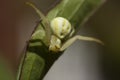 Crab spider Royalty Free Stock Photo