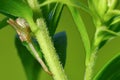 Crab spider on wildflower plant in the Wood Lake Nature Center in Minnesota