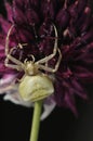 Crab spider (Thomisus onustus), Greece